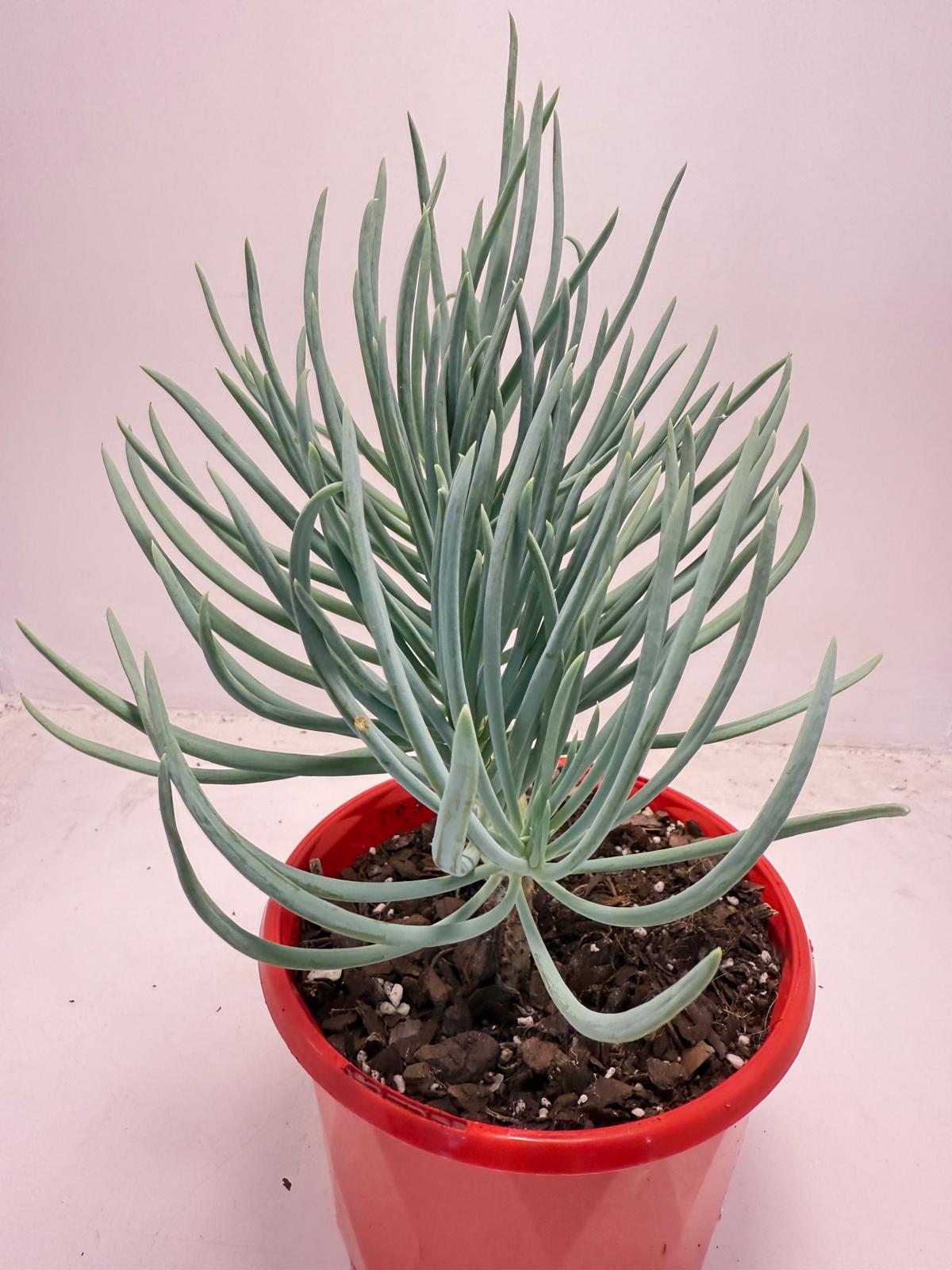 Mermaid Tail : Crested Senecio Talinoides - Narrow Leaf Chalk Stick #514