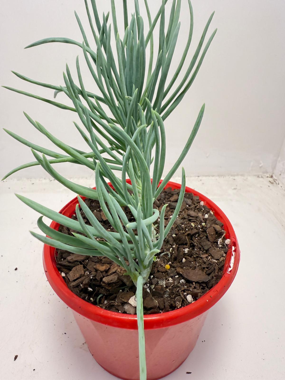 Mermaid Tail : Crested Senecio Talinoides - Narrow Leaf Chalk Stick #515