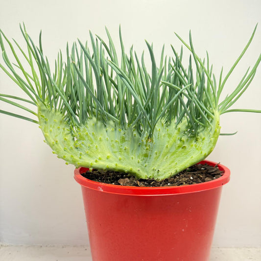 Mermaid Tail : Crested Senecio Talinoides - Narrow Leaf Chalk Stick #516