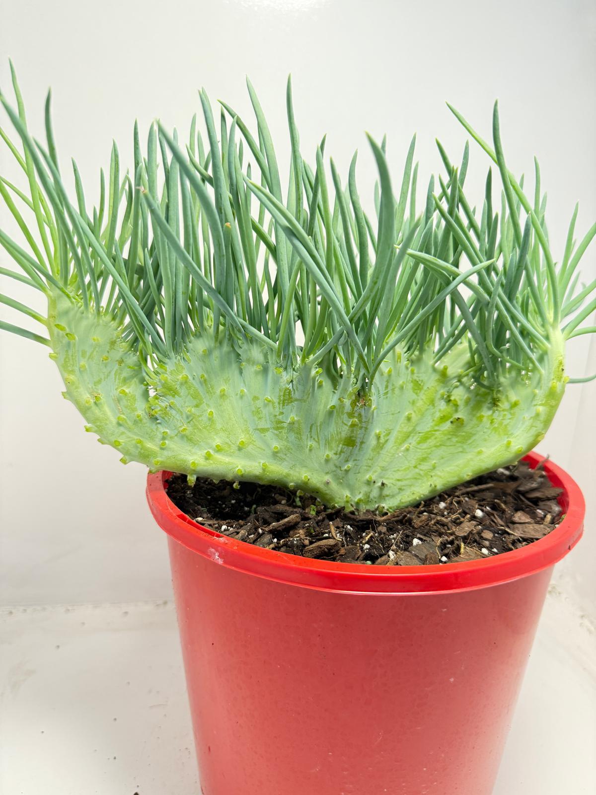 Mermaid Tail : Crested Senecio Talinoides - Narrow Leaf Chalk Stick #516