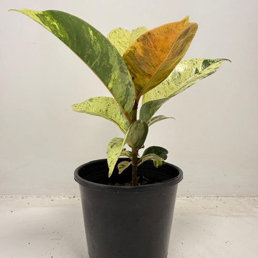 Ficus Shivereana - 100mm | Rare Twisted-Trunk Indoor Tree
