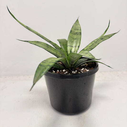 Sansevieria Silver Prices –130mm | Upright Silver-Green Snake Plant