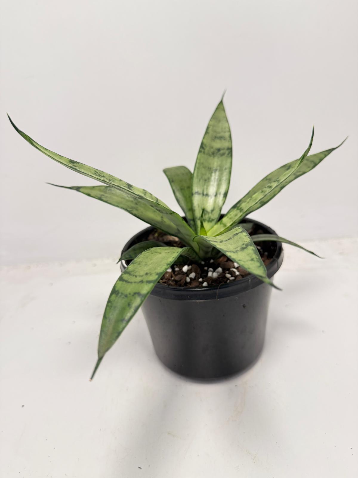 Sansevieria Silver Prices –130mm | Upright Silver-Green Snake Plant