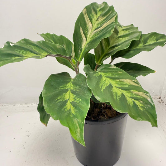 Calathea ‘Thai Beauty’ – Striking Variegated Tropical Plant | 100mm