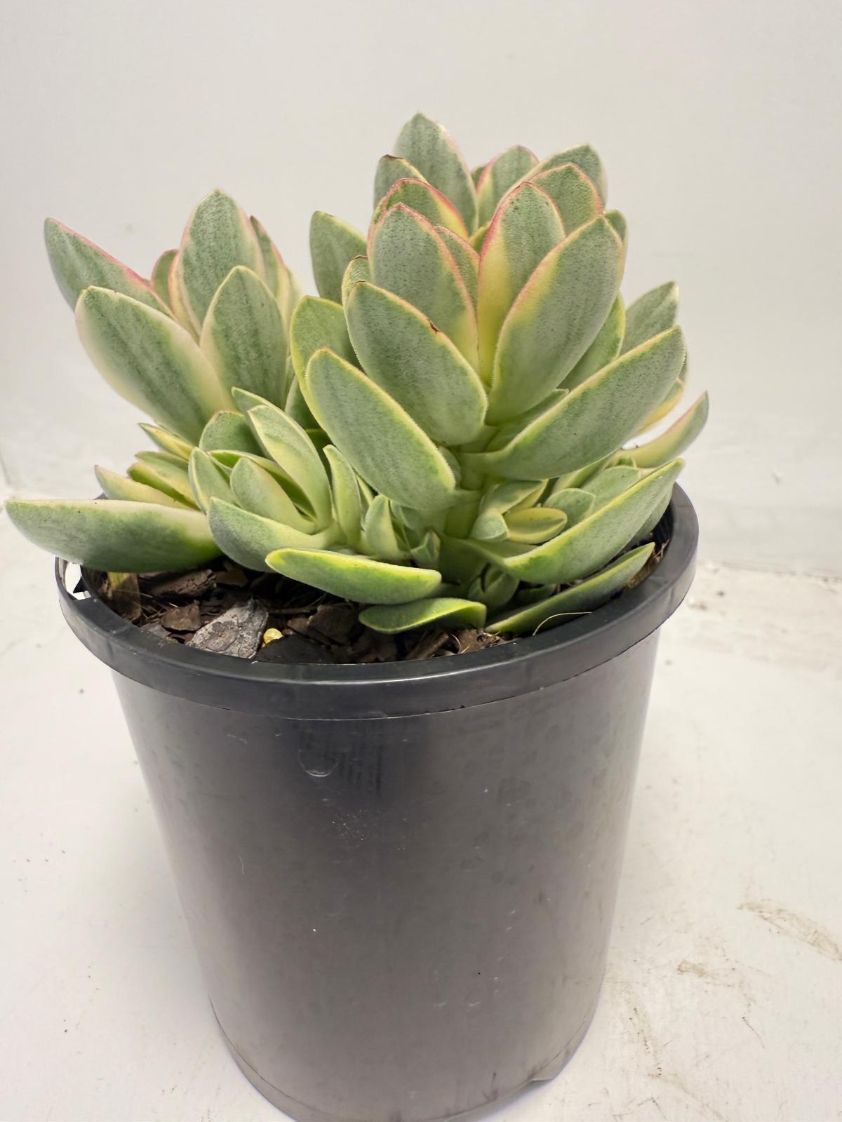 Crassula ‘Money Maker’ Variegated – Sculptural Succulent with Variegated Leaves |100mm
