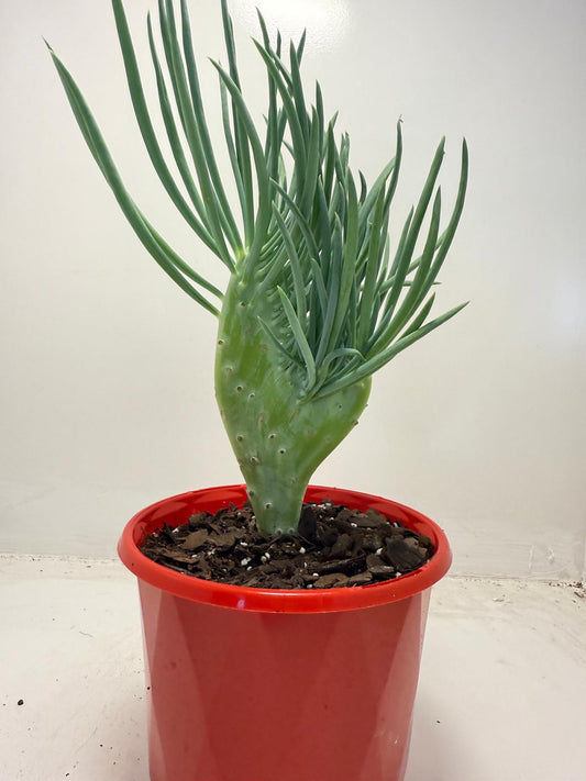 Mermaid Tail : Crested Senecio Talinoides - Narrow Leaf Chalk Stick #511