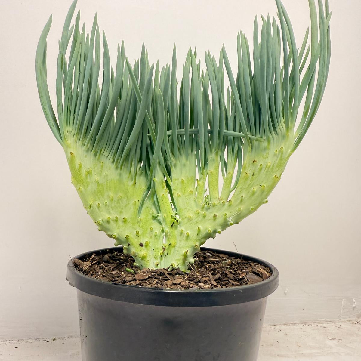 mermaid tail succulent near me Mermaid Tail : Crested Senecio Talinoides