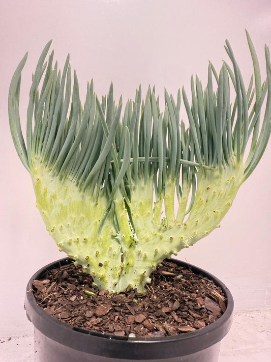 Mermaid Tail : Crested Senecio Talinoides - Narrow Leaf Chalk Stick #508