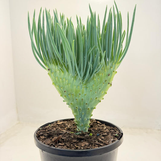 Mermaid Tail : Crested Senecio Talinoides - Narrow Leaf Chalk Stick #507