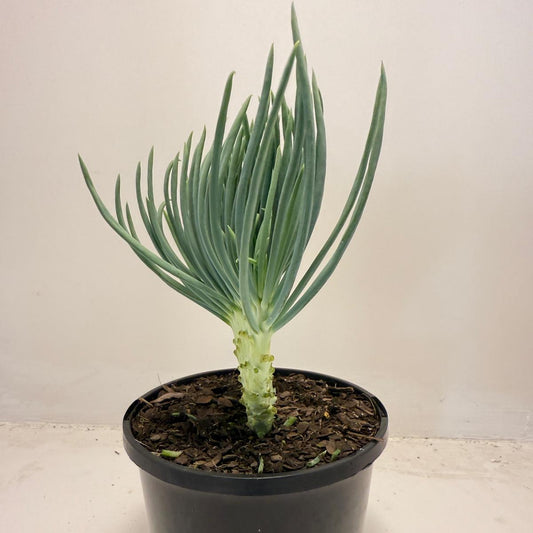 Mermaid Tail : Crested Senecio Talinoides - Narrow Leaf Chalk Stick # 504