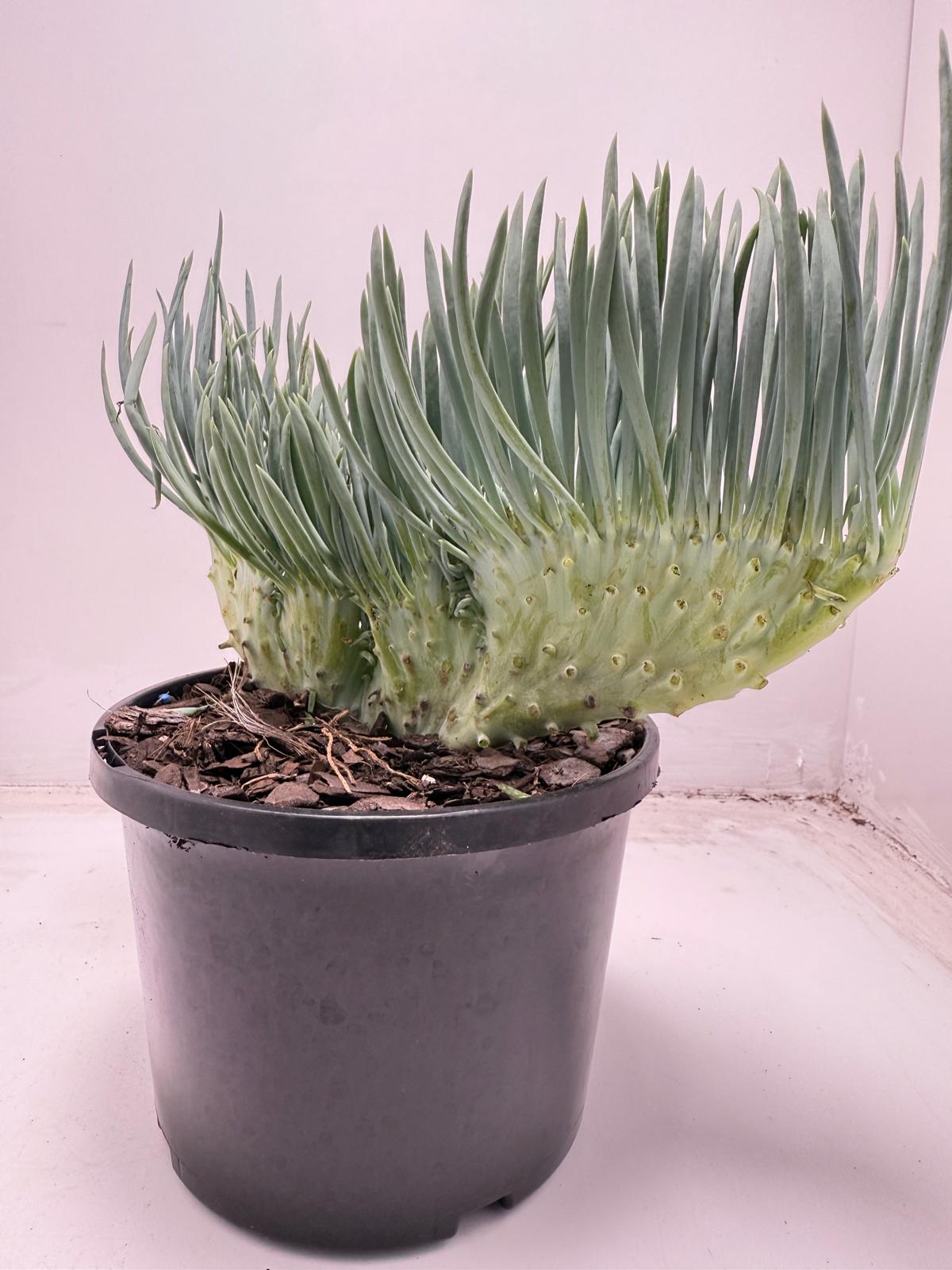 Mermaid Tail : Crested Senecio Talinoides - Narrow Leaf Chalk Stick #701