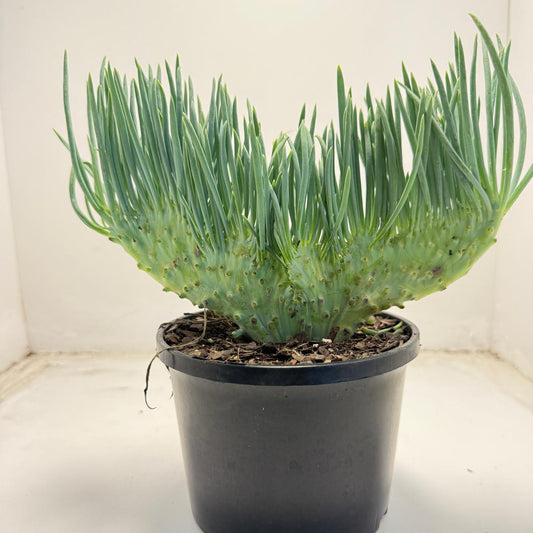 Mermaid Tail : Crested Senecio Talinoides - Narrow Leaf Chalk Stick #703