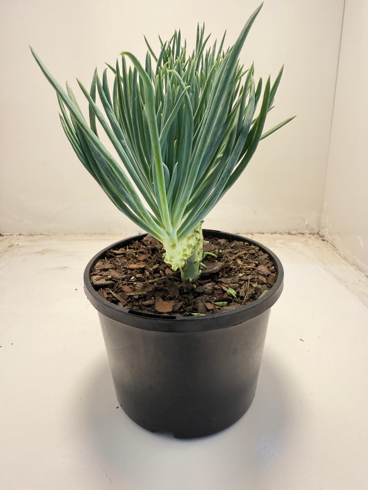 Mermaid Tail : Crested Senecio Talinoides - Narrow Leaf Chalk Stick #704