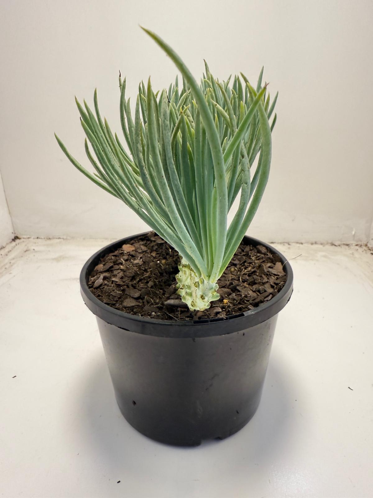 Mermaid Tail : Crested Senecio Talinoides - Narrow Leaf Chalk Stick # 705