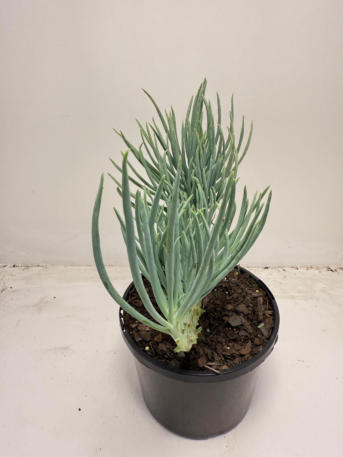 Mermaid Tail : Crested Senecio Talinoides - Narrow Leaf Chalk Stick #706