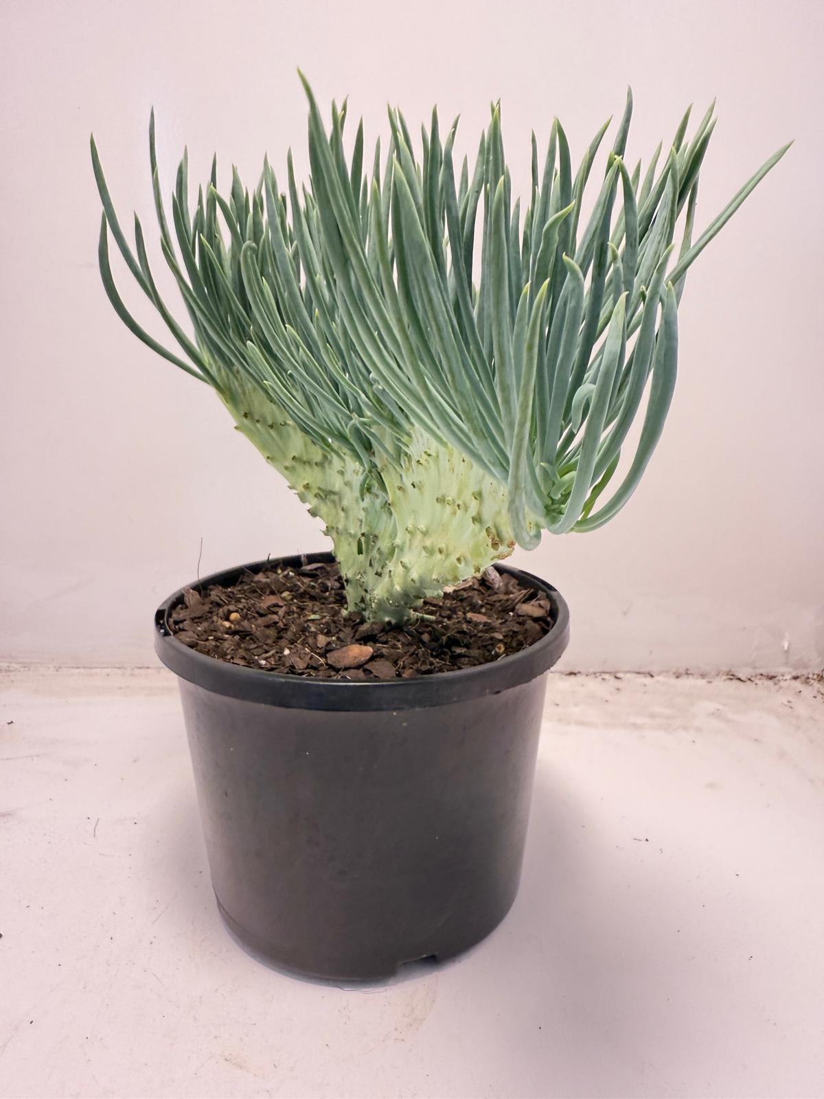 Mermaid Tail : Crested Senecio Talinoides - Narrow Leaf Chalk Stick #707