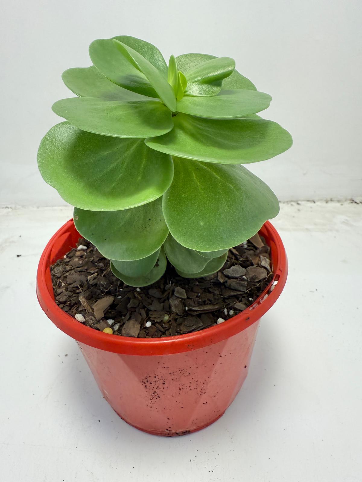 Portulaca molokiniensis 'Hawaiian Portulaca'| 130mm