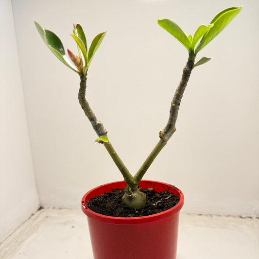 Desert rose 2 graft in one Plant #40 and #110 |140mm
