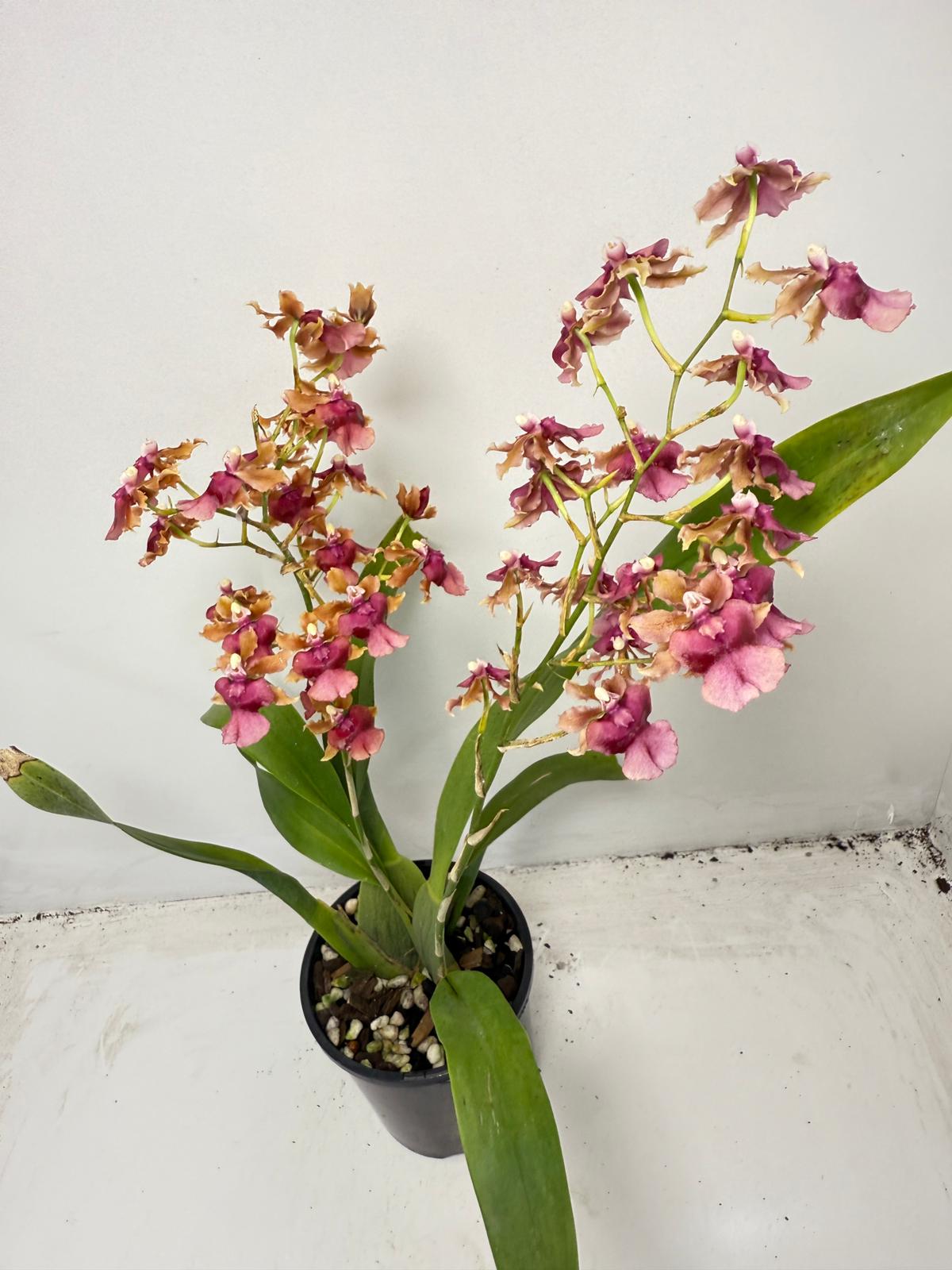 Oncidium Pacific Sunrise ‘Hakalau’ (100mm)