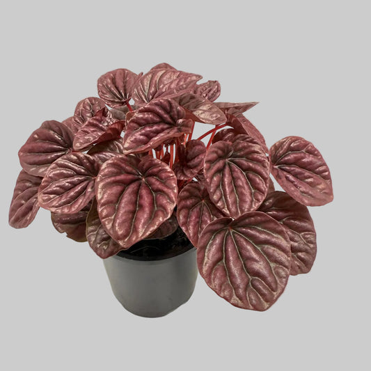 Peperomia ‘Ruby Ripple’ 130mm Pot Size