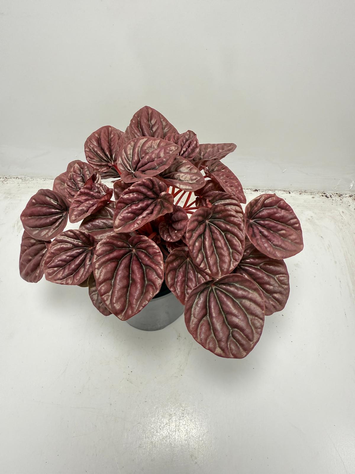 Peperomia ‘Ruby Ripple’ 130mm Pot Size