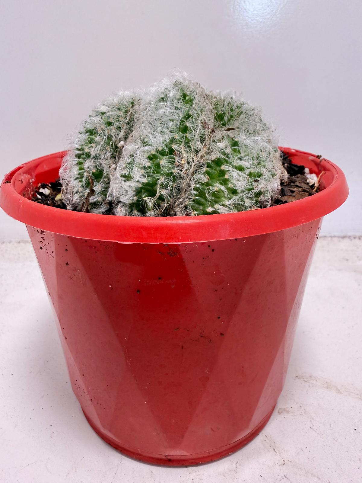 Mammillaria recteaculeata f. cristata – Rare Crested Cactus |130mm