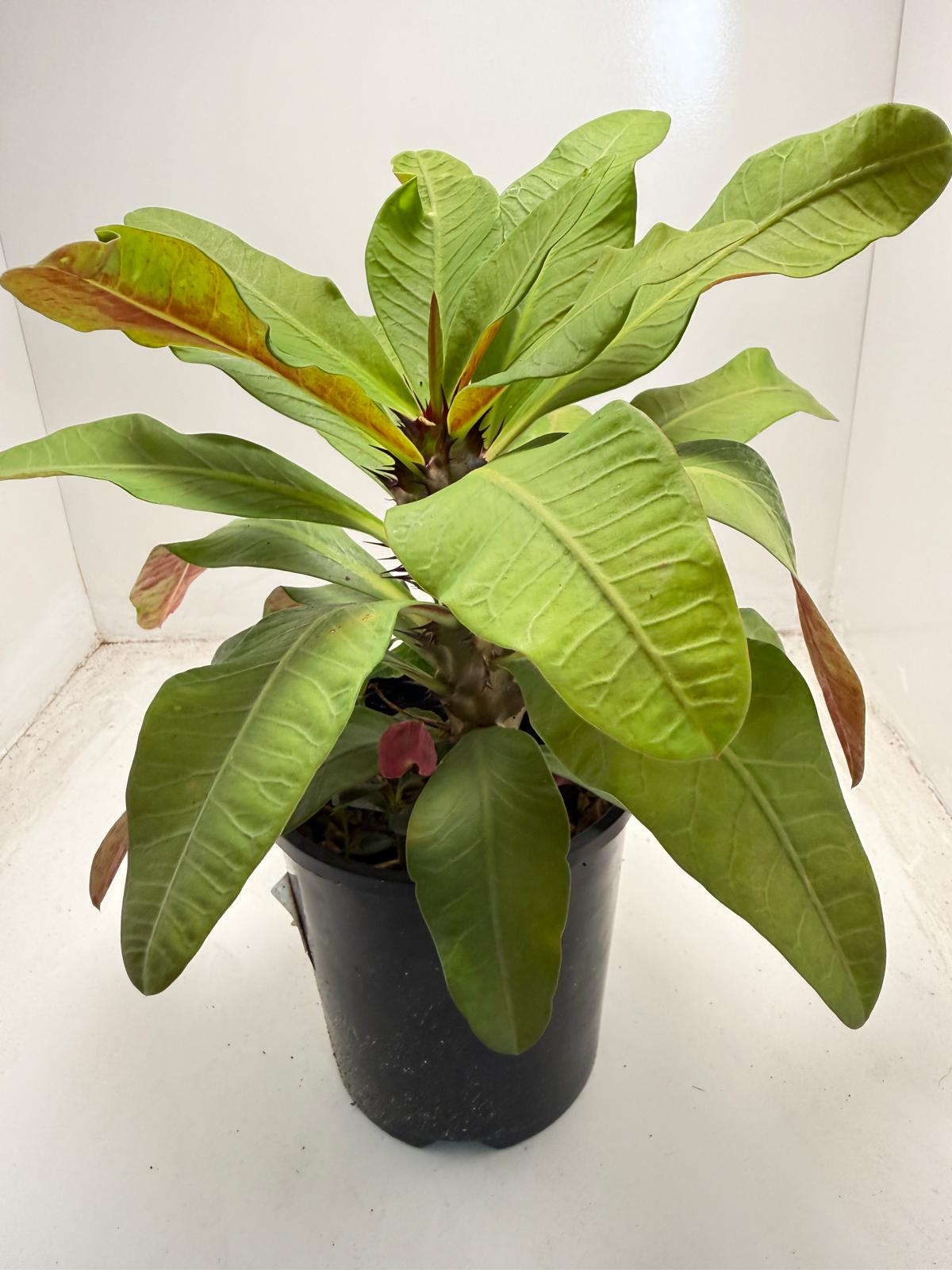 Euphorbia Milli # 931
