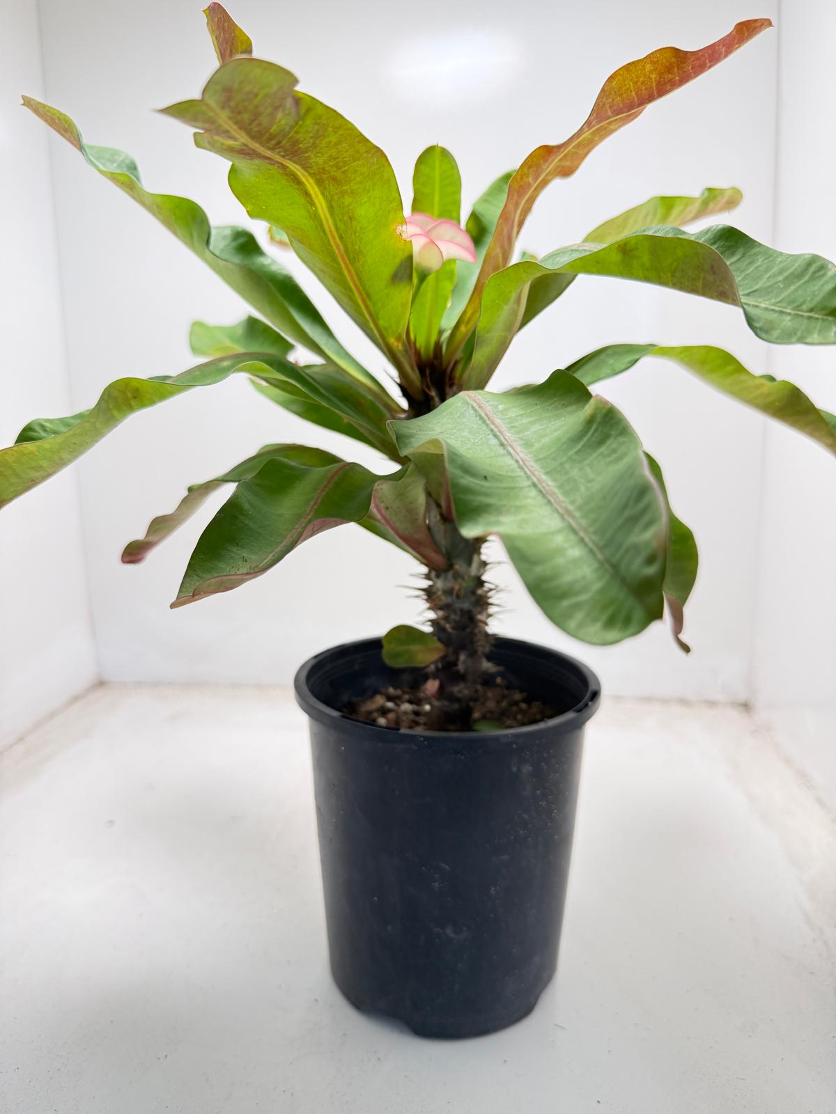 Euphorbia Milli # 932