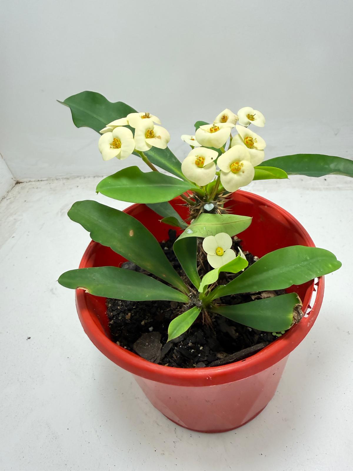 Euphorbia Milli 2 in one - #934