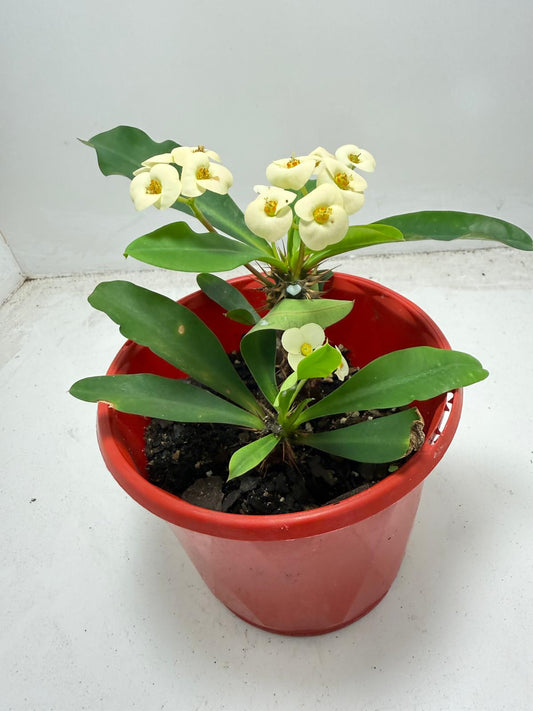 Euphorbia Milli 2 in one - #934