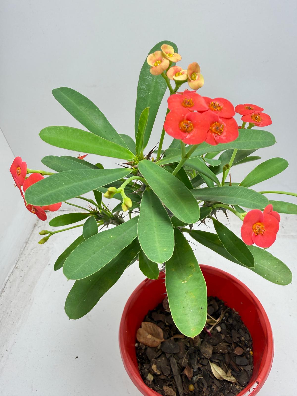 Euphorbia Milli # 9309