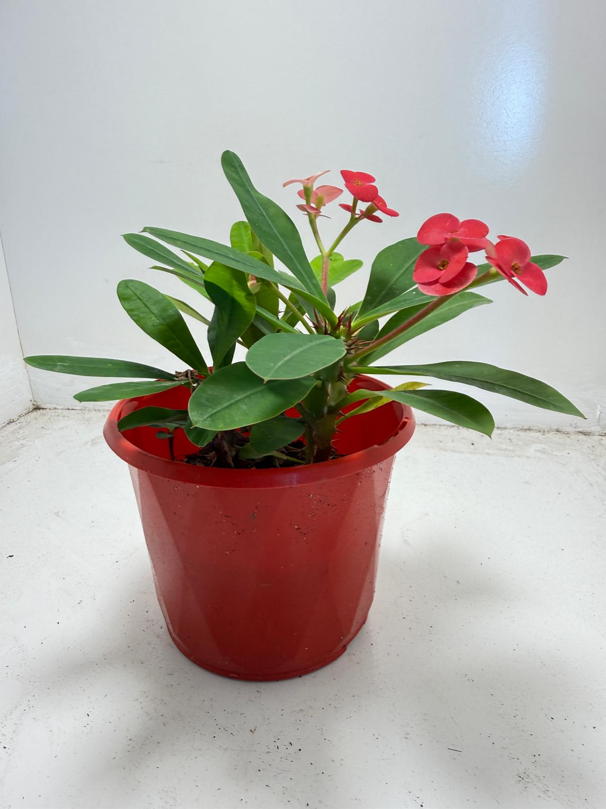 Euphorbia Milli #942 three in one