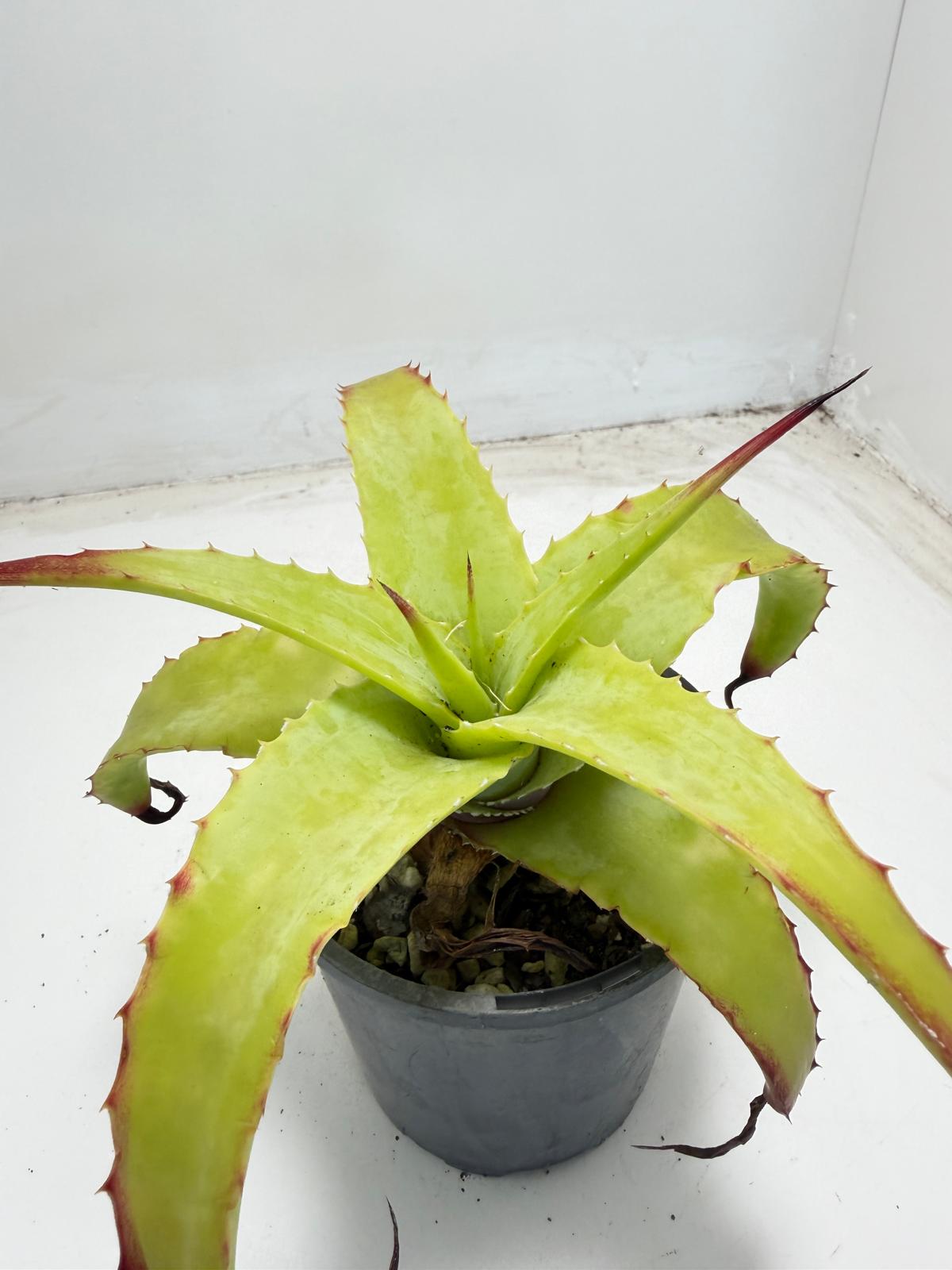 Hechtia glauca |100mm