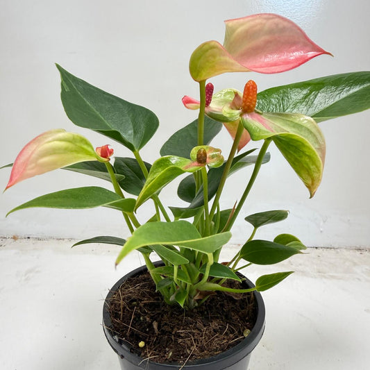 Anthurium ‘Matata’ – With 100mm Pot