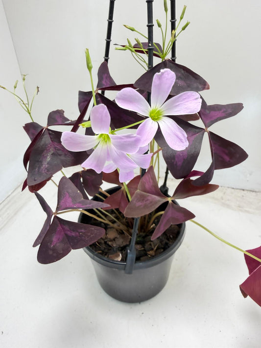 Oxalis triangularis (False Shamrock) – 130mm Pot Size