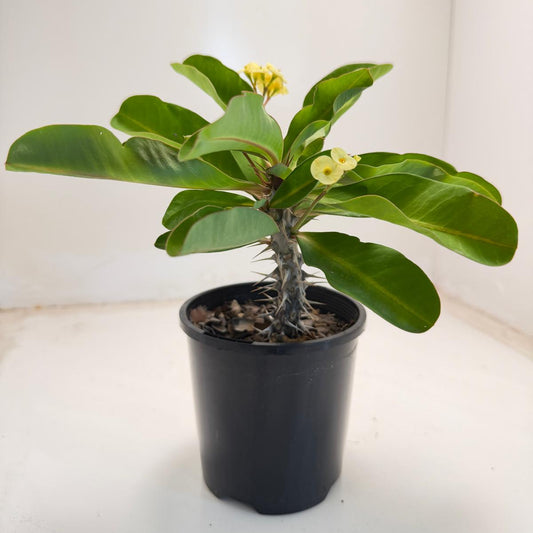 Euphorbia milli yellow tiny flower - 100mm