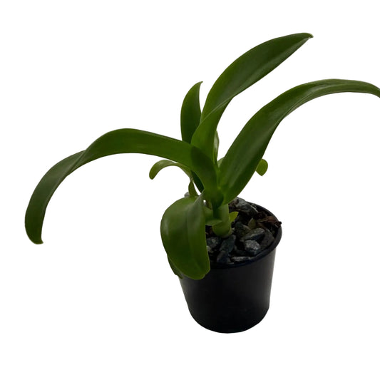 Den Everlasting Love | 70mm