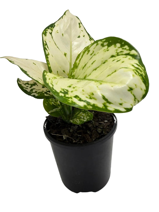 Aglaonema white Valentine | 100mm