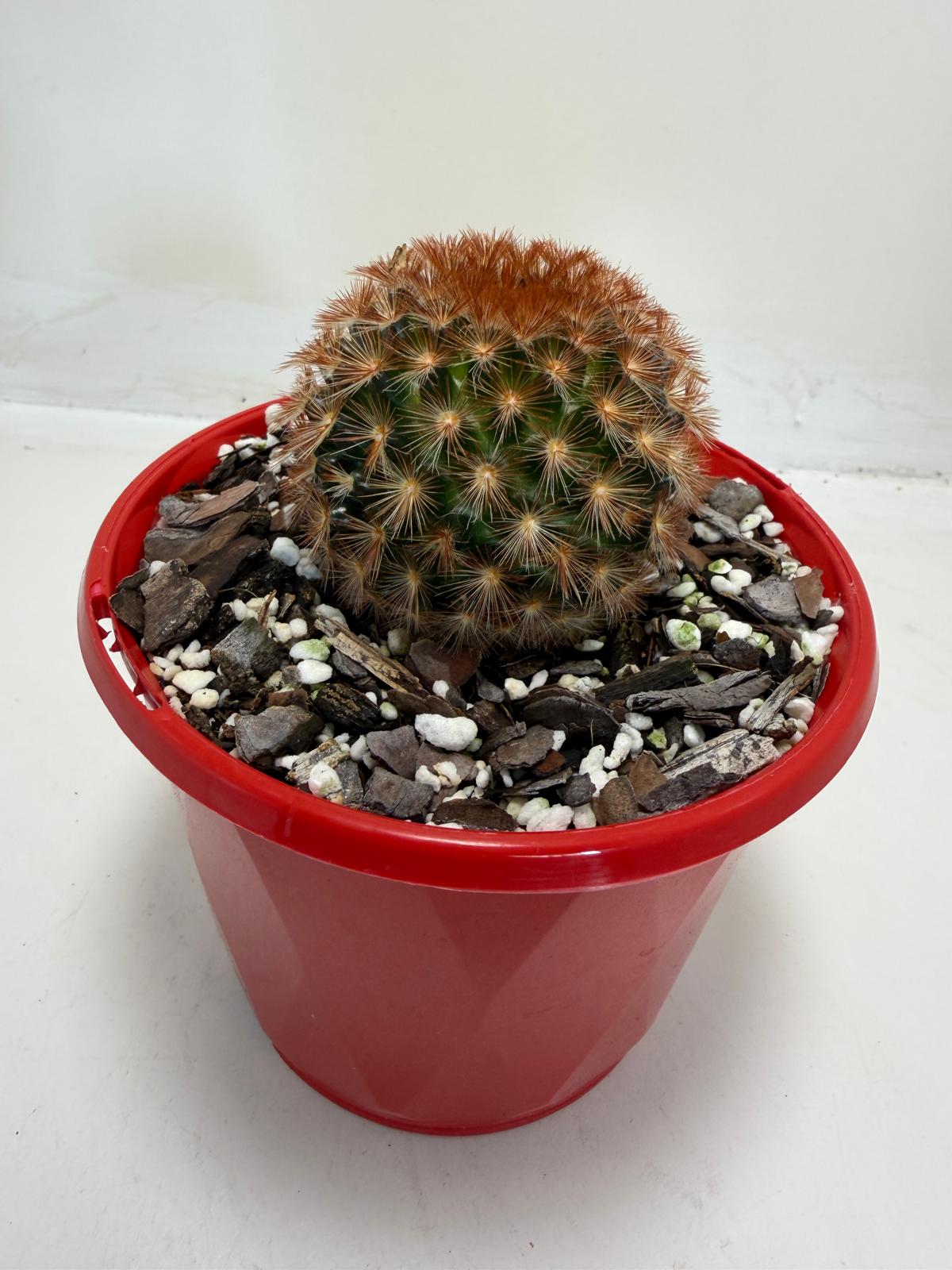 Pincushion Cactus – Mammillaria carmenea - 130mm pot size