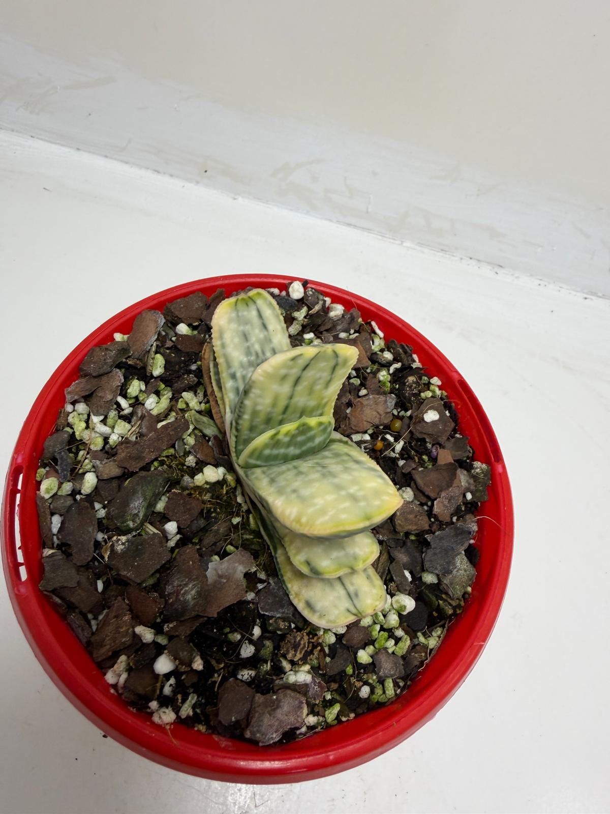 Buy Gasteria Variegated | Rare & Exotic Plant |130mm