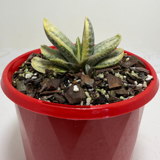 Buy Gasteria Variegated | Rare & Exotic Plant |130mm