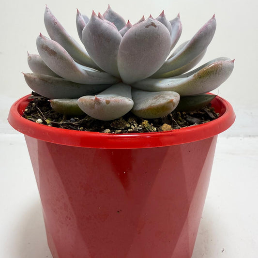Buy Echeveria Oberon | Statement Indoor Plant |130mm