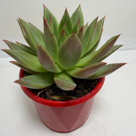 Echeveria Rubor | Red Toned Rosette Succulent|130mm
