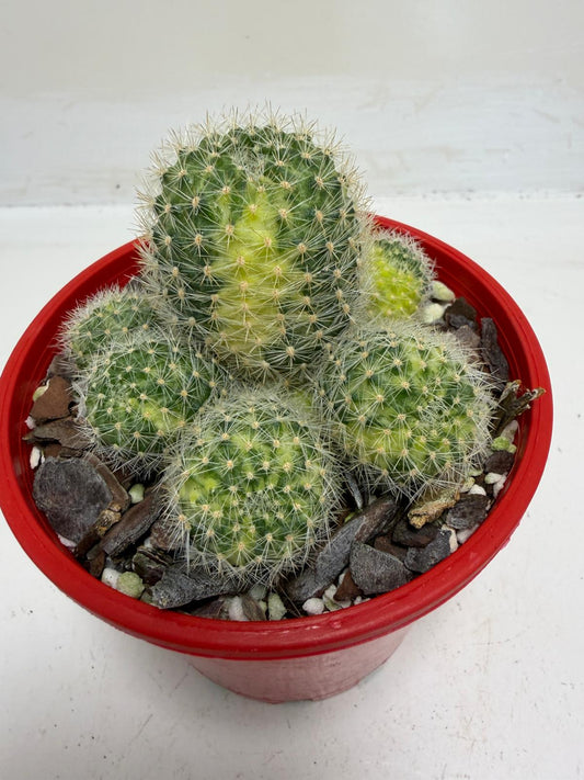 Rebutia Variegated – Colorful Mini Cactus | 130mm Pot Size