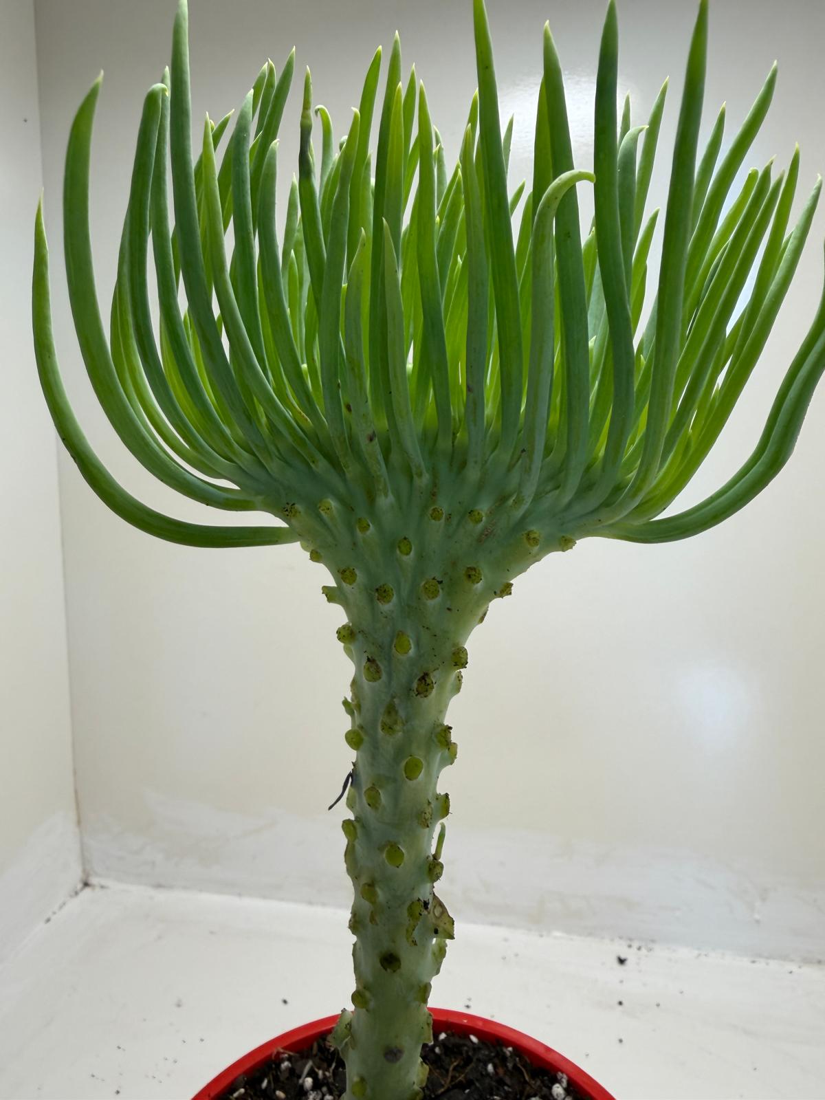 Mermaid Tail : Crested Senecio Talinoides - Narrow Leaf Chalk Stick #906