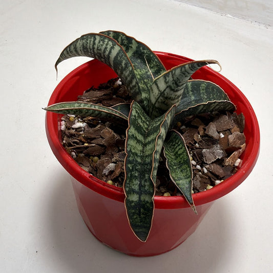 Sansevieria cylindrica African Spear Plant|130mm