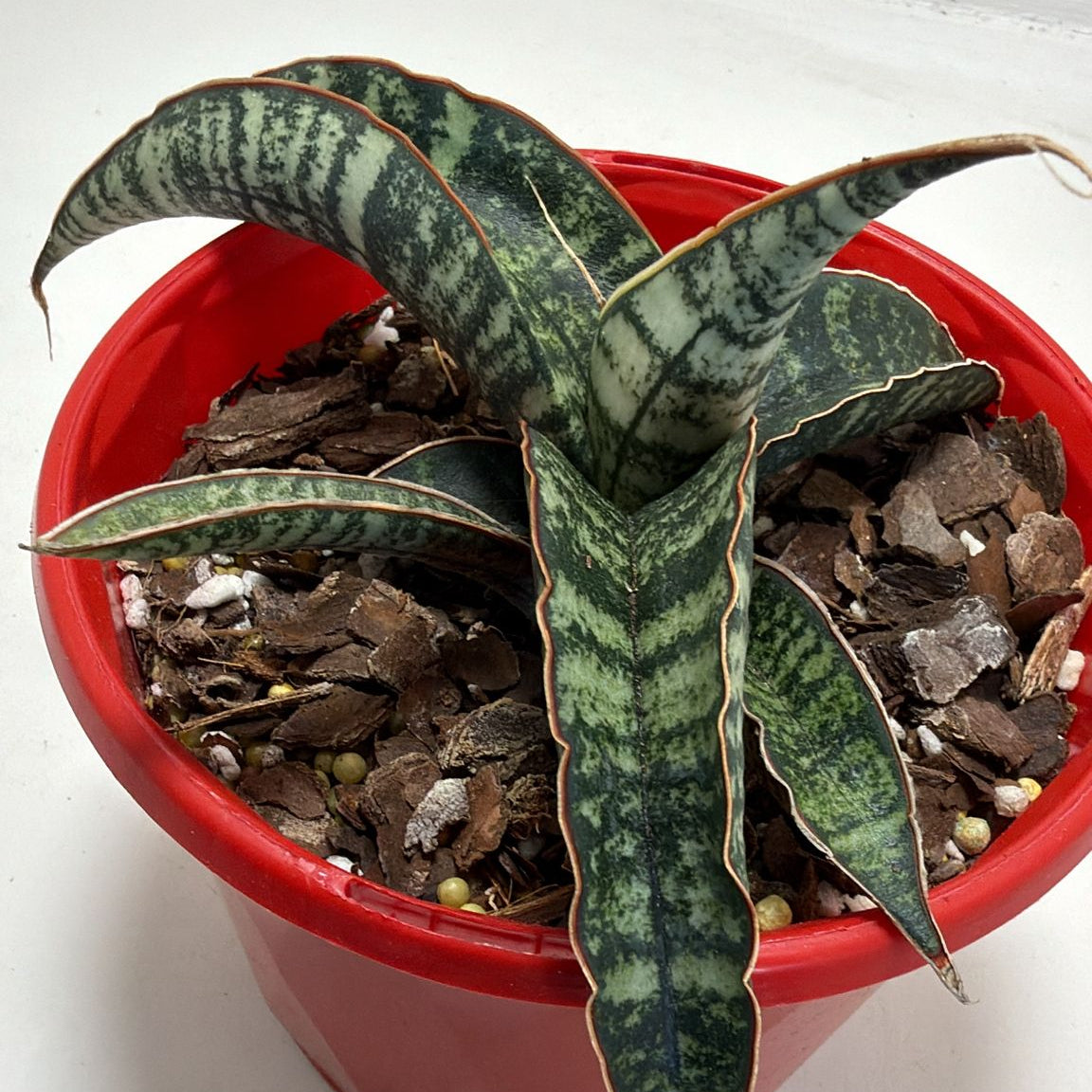 sansevieria cylindrica african spear Sansevieria cylindrica African Spear Plant|130mm