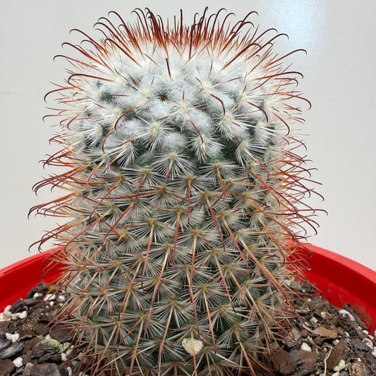 Buy Mammillaria bombycina | Easy Care Houseplant