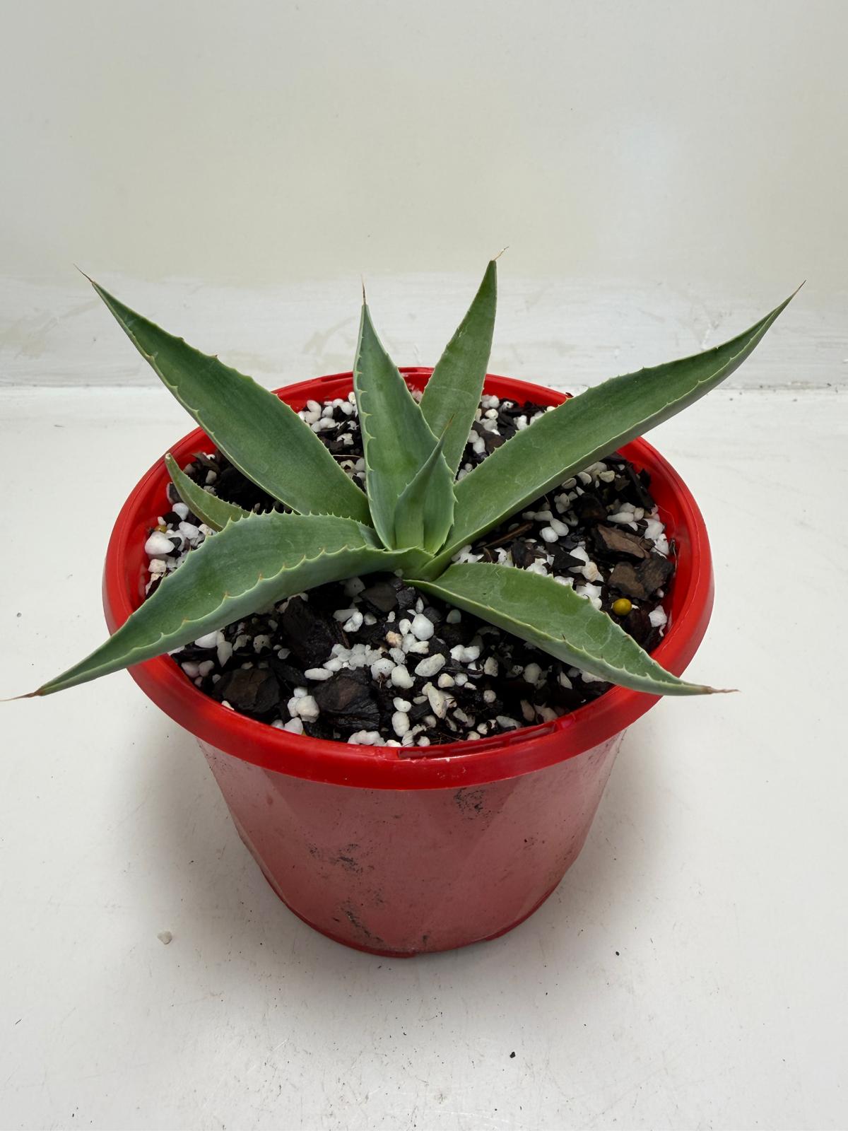Agave ovatifolia Giant 130mm | Architectural Succulent