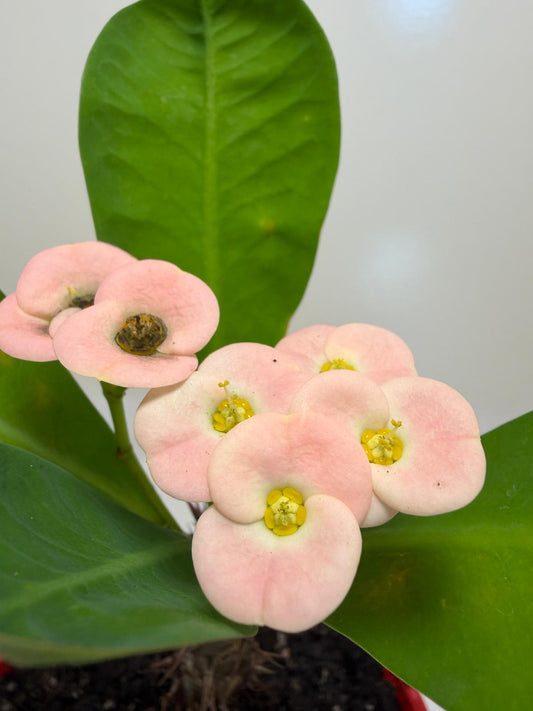 Buy Euphorbia Soft Pink | Easy Care Houseplant